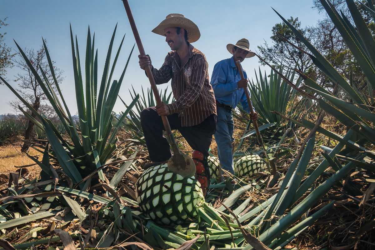 Jimadores jimar agave plants in a field in Arandas, which is east of Tequila a few hours in the highlands or los altos of Jalisco. Los altos is another area of Jalisco highly dependent on the production of tequila.