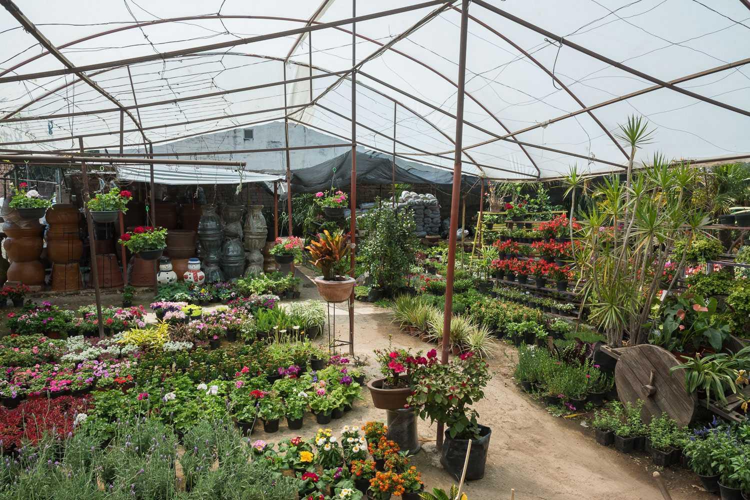 Vivero Azucena Nursery