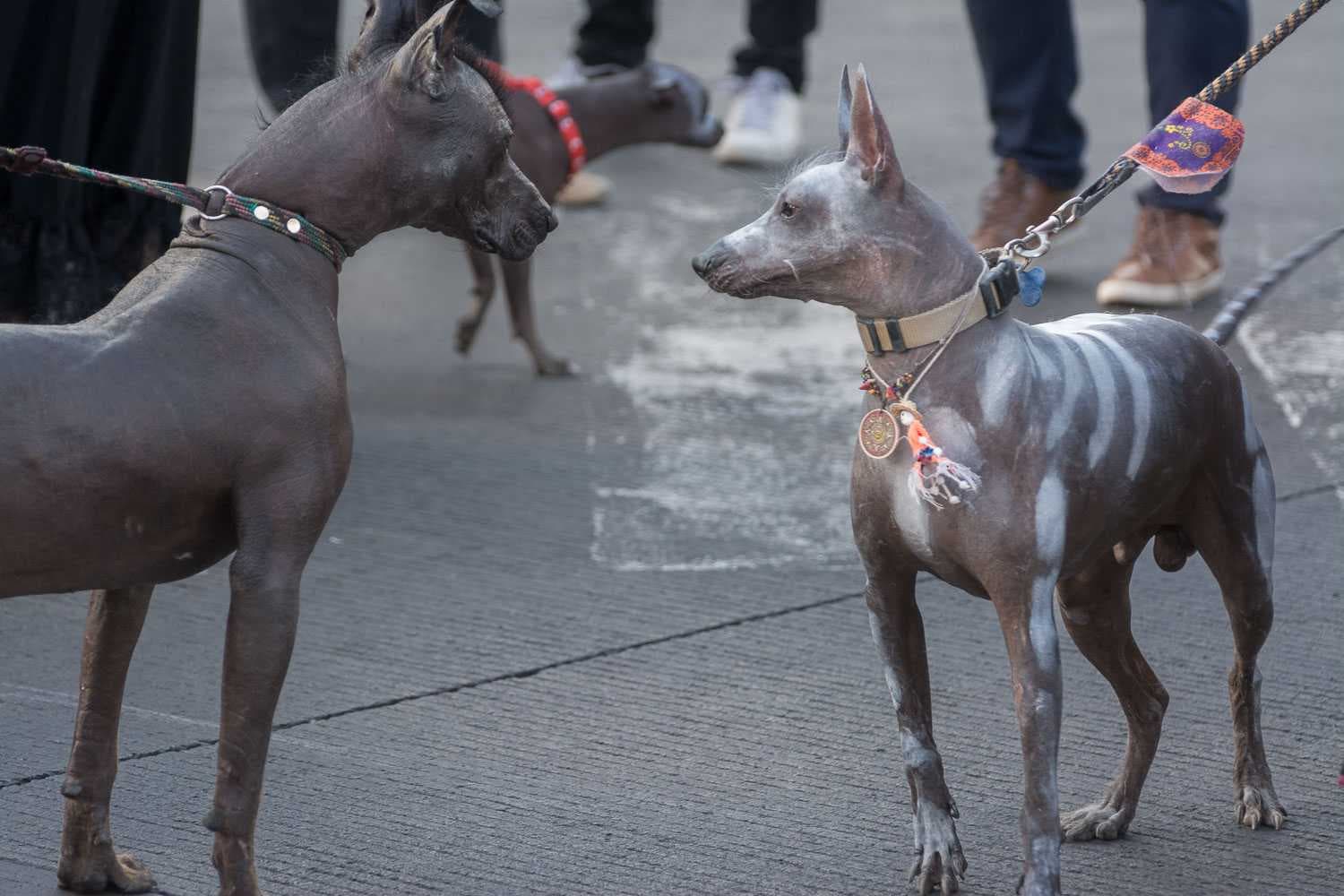 Two xoloitzcuintles meet during the Day of the Dead parade in Guadalajara.