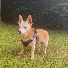 Fetch! & Feline Pet Care